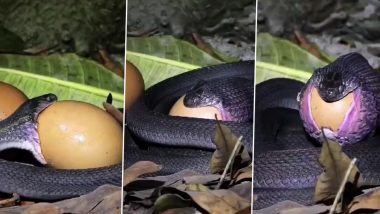 Watch: Tiny Purple Snake Swallows Huge Egg in One Go in Viral Video That Will Leave You Open-Mouthed